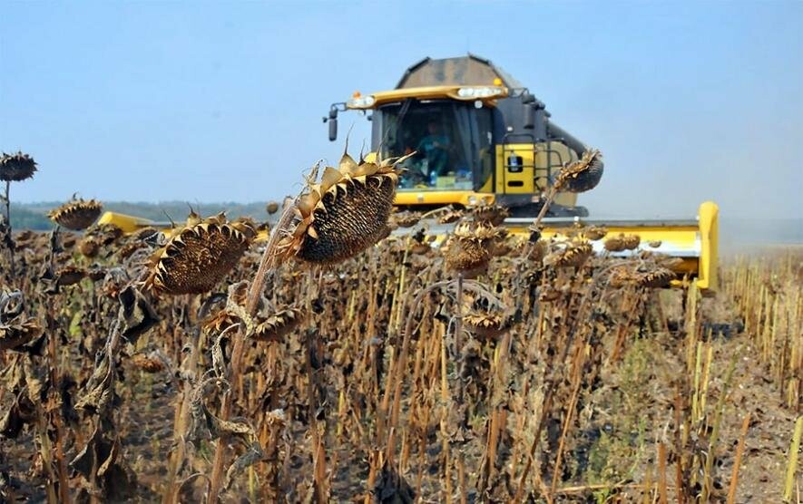 Збирання пiзнiх сiльськогосподарських культур продовжують аграрiї Сумщини