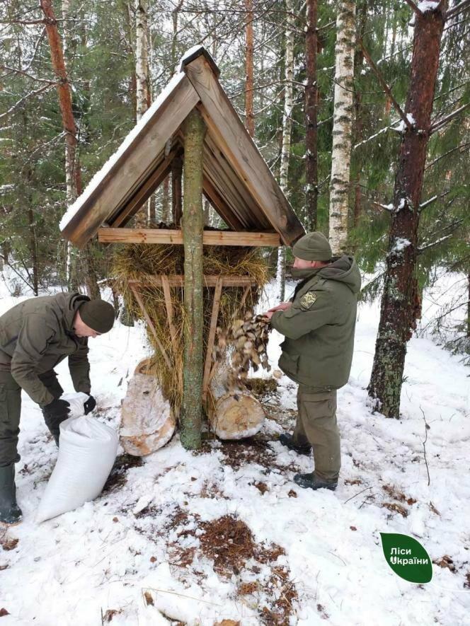 Зимова підгодівля тварин розпочалася у лісах Конотопщини