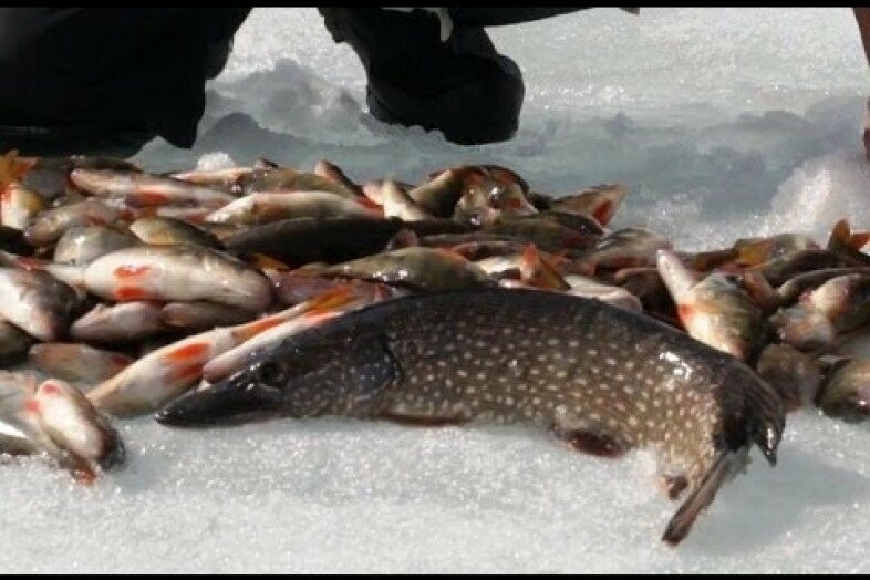 сетка для зимней рыбалки. зима рыб сетью. зимний улов рыбы. сетка для рыбы. зима рыб сетью.