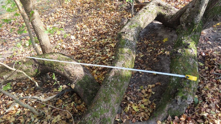 На Сумщині знайшли нову унікальну яблуню-колонію, фото-1 На Сумщині знайшли нову унікальну яблуню-колонію, фото-1