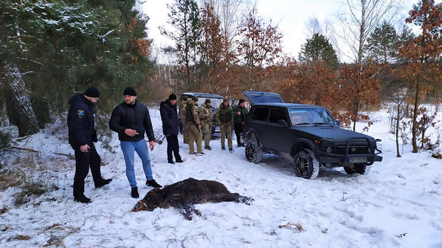 Стрілянина біля кордону: на Сумщині браконьєри вполювали кабана